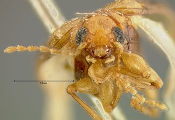 Media type: image;   Entomology 5058 Aspect: head frontal view